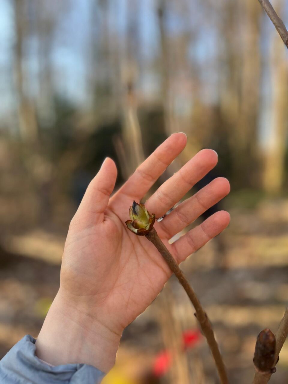 Baumknospe im Frühling